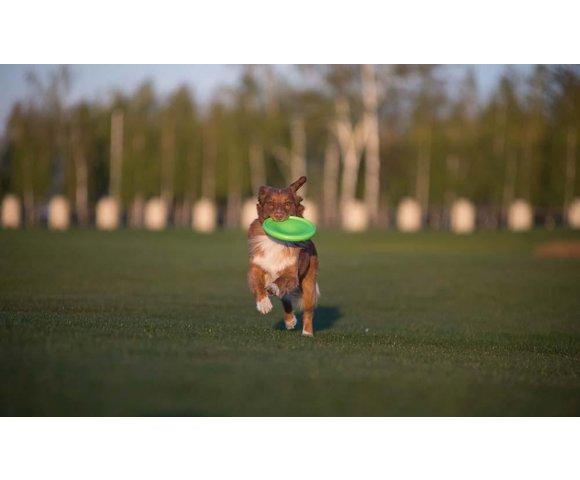 Collar Flyber - slika 9