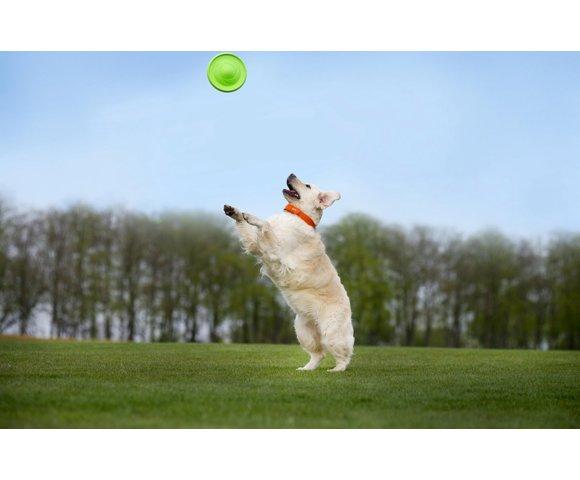 Collar Flyber - slika 5