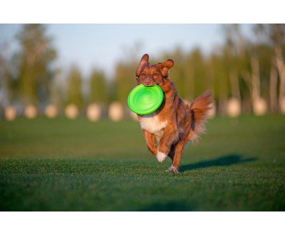 Collar Flyber - slika 3