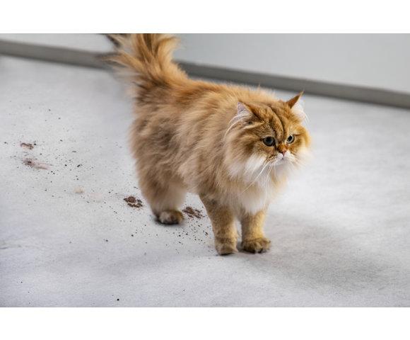 Rowenta X-Clean 4 GZ5035WO usisivač - slika 13