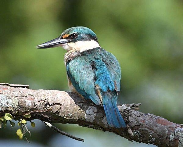 Nikon PROSTAFF P3 10X42