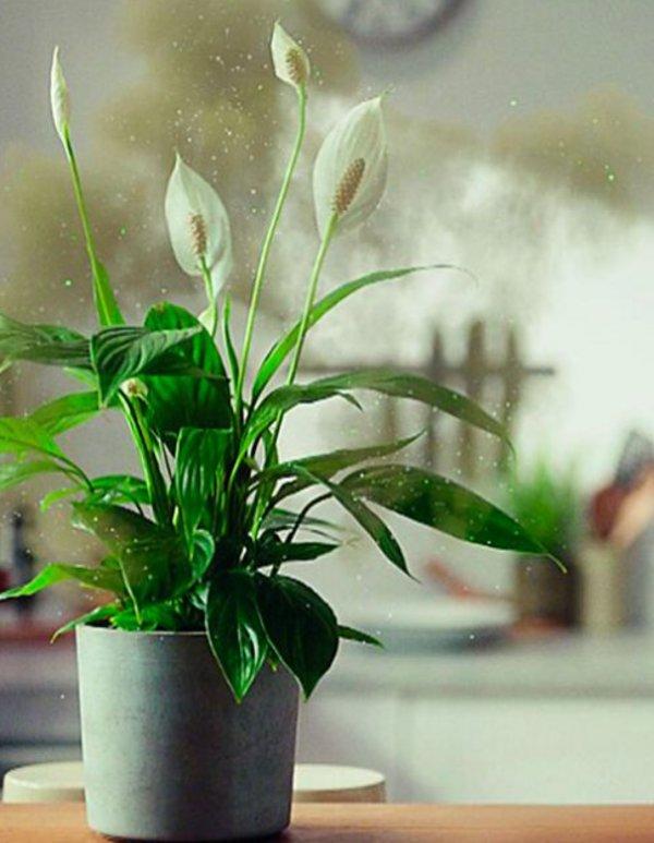 Dyson Big + Quiet Formaldehyde BP04&nbsp;(Dark Blue / Gold)