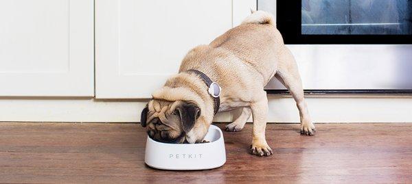 Baseus Pet Bowl FRESH