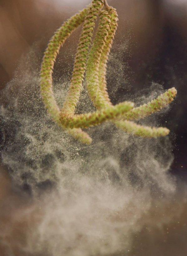 Daikin MC55W prečišćivač vazduha