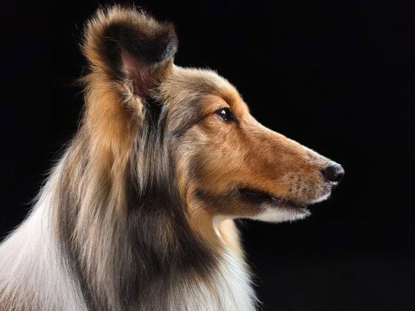 Samsung Galaxy S26 Ultra 12GB 256GB Black smartphone