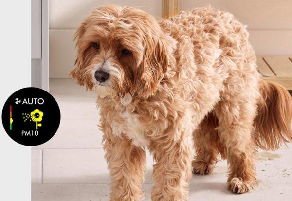 Dyson TP12&nbsp;Purifier Cool PC2 De-Nox (White / Gold)