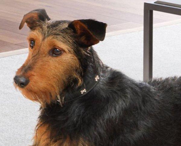 Dyson Big + Quiet Formaldehyde BP04&nbsp;(Dark Blue / Gold)