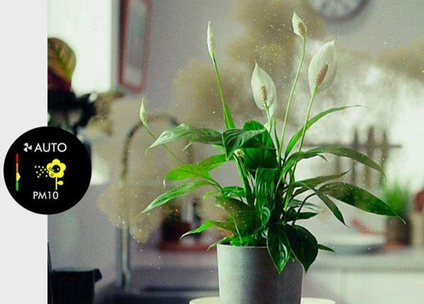 Dyson TP12&nbsp;Purifier Cool PC2 De-Nox (White / Gold)