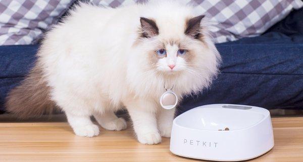 Baseus Pet Bowl FRESH