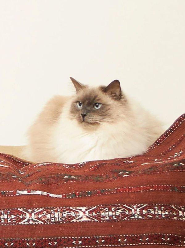 Daikin MC55W prečišćivač vazduha