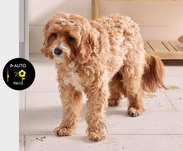 Dyson Purifier Humidify+Cool PH2 De-NOx (White/Gold)