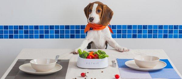 Baseus Pet Bowl FRESH